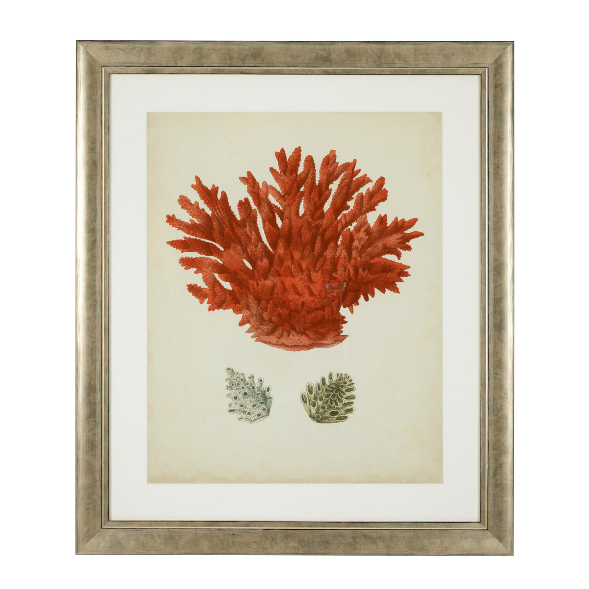 Silver Frame Prints (6) Red Corals | Eichholtzmh.com