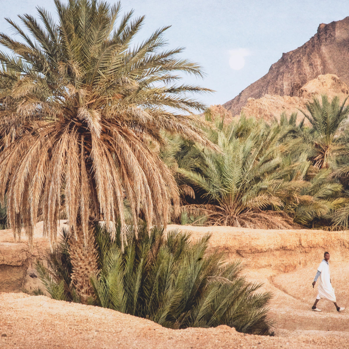 Exotic Art Print Moroccan Oasis | Eichholtzmh.com