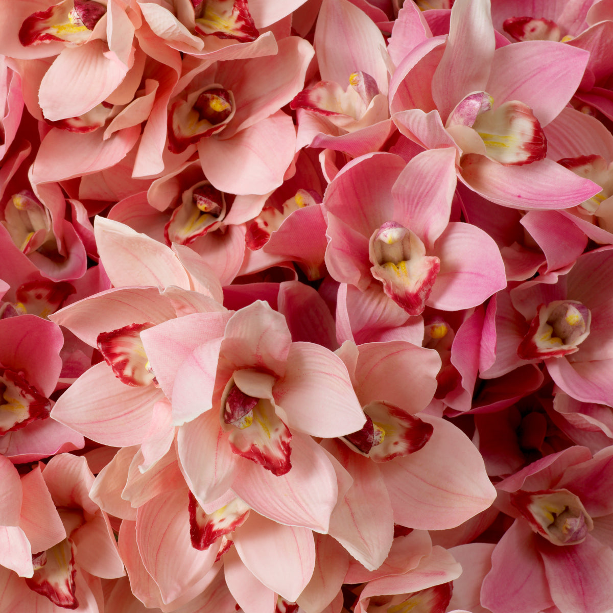 Pink Orchids Bouquet (36) Cymbidium | Eichholtzmh.com
