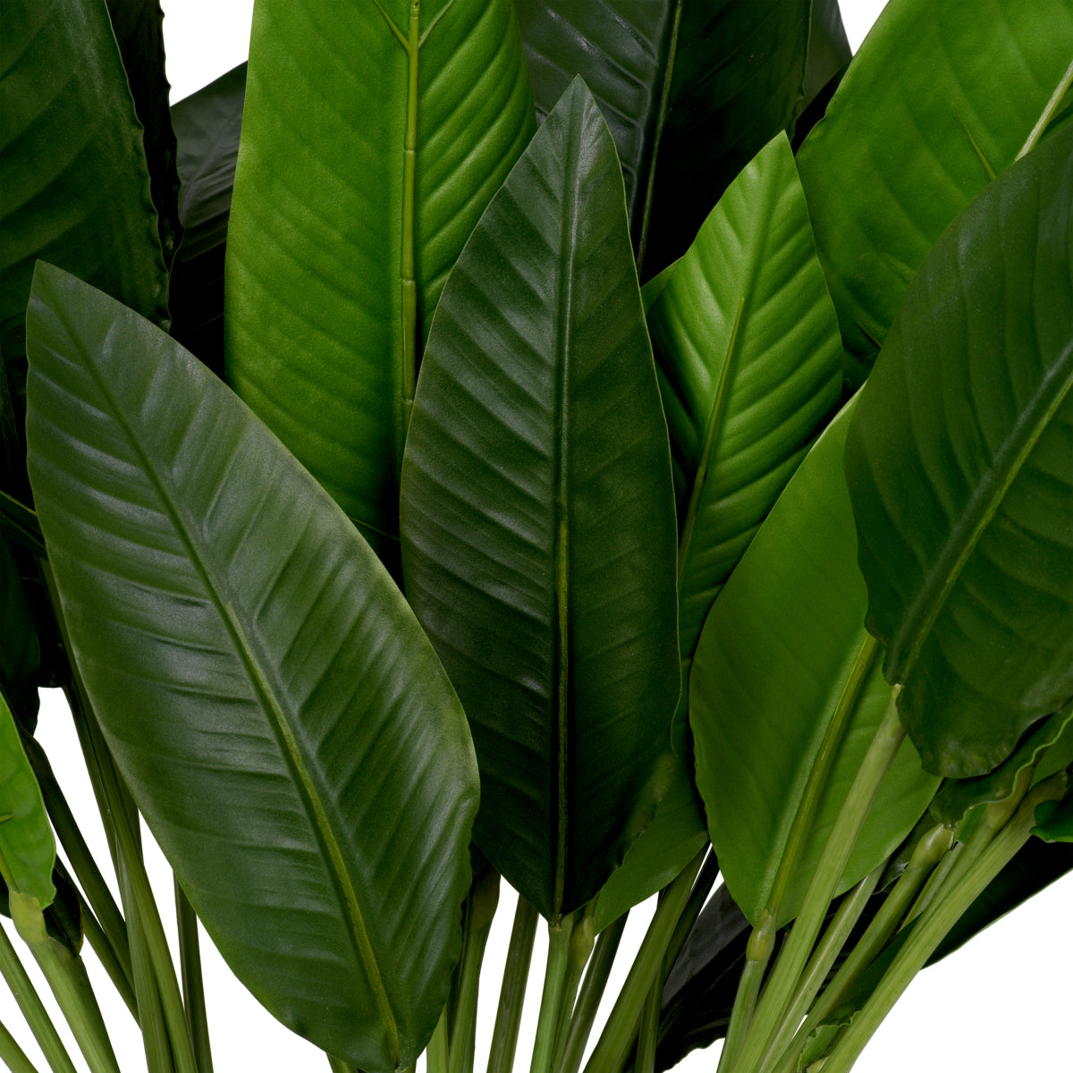 Green Leaves (36) Strelitzia | Eichholtzmh.com