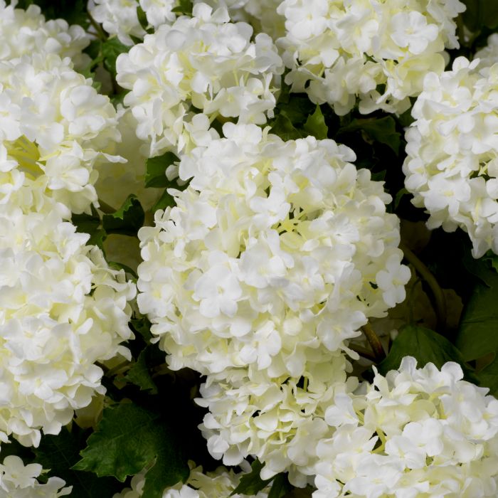 Bouquet of Hydrangeas snowball white real touch 36 pcs
