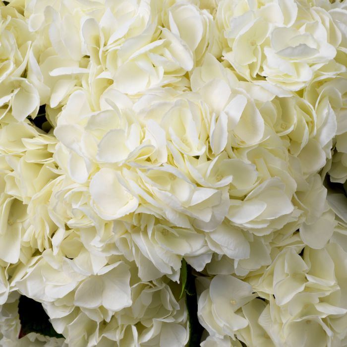 Bouquet of Hydrangeas white tones real touch 48 pcs/2 varieties
