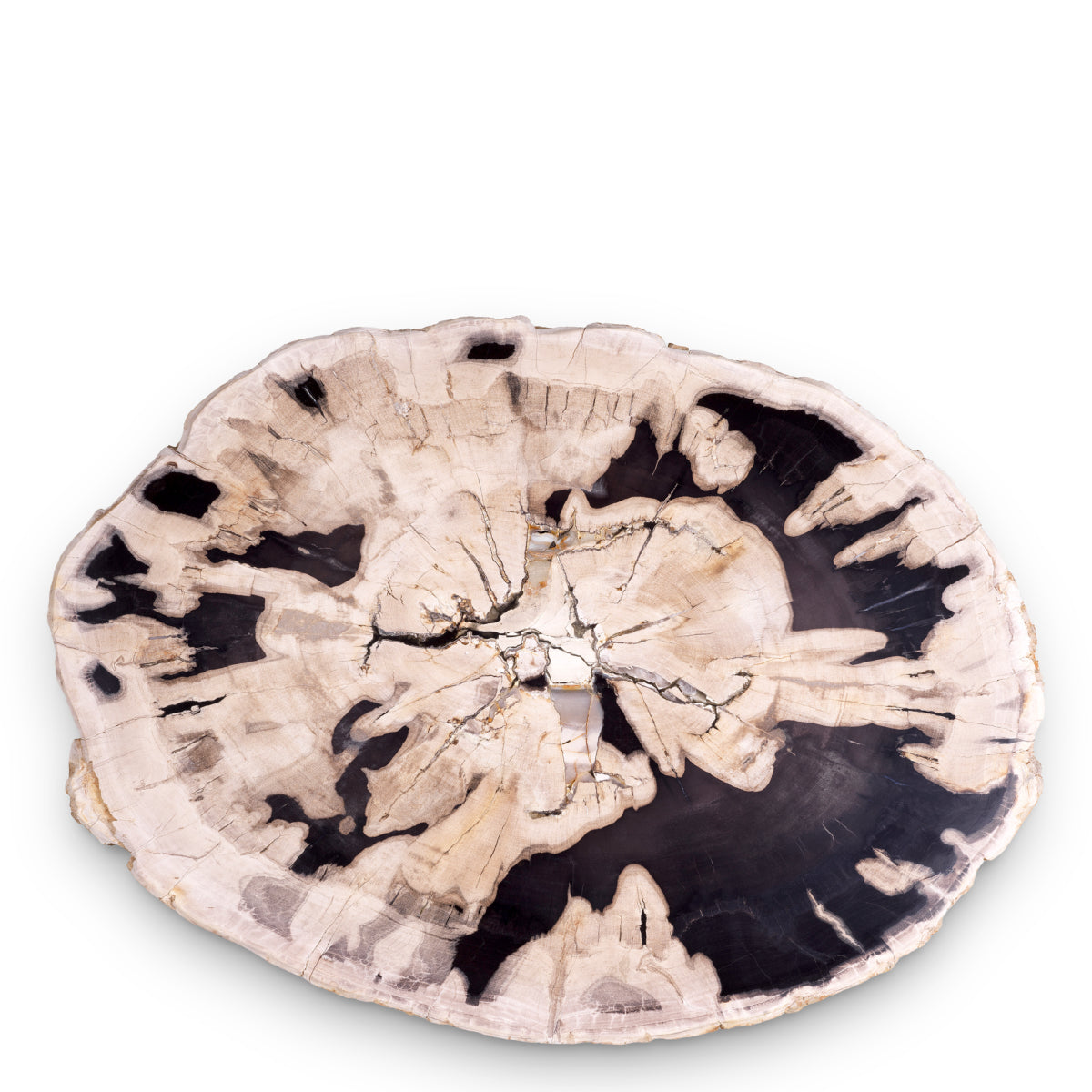 Petrified Coffee Table (3) De Soto | Eichholtzmh.com