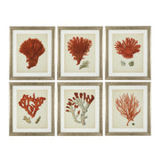 Silver Frame Prints (6) Red Corals | Eichholtzmh.com