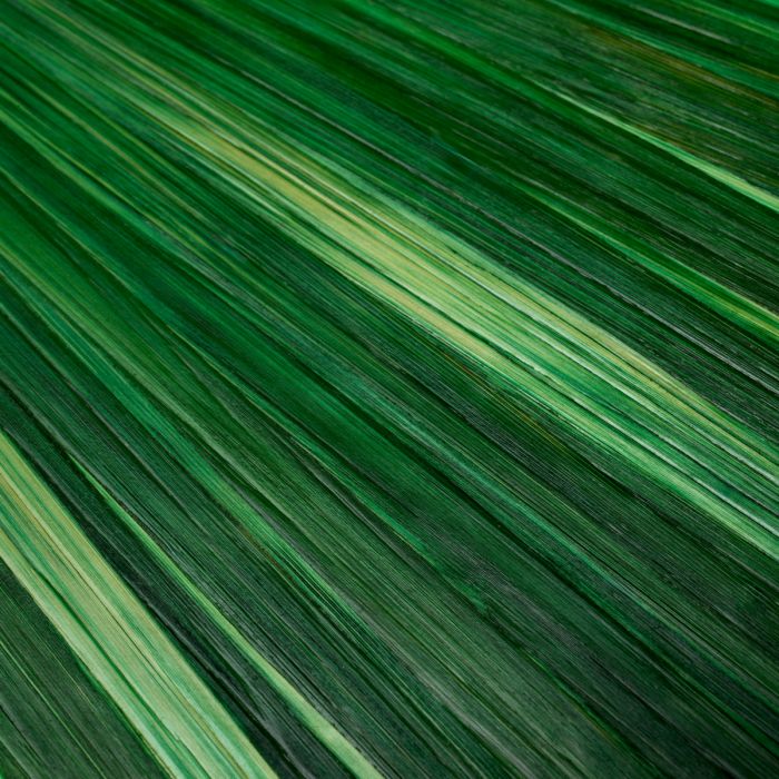 Box Harvard straw marquetry green
