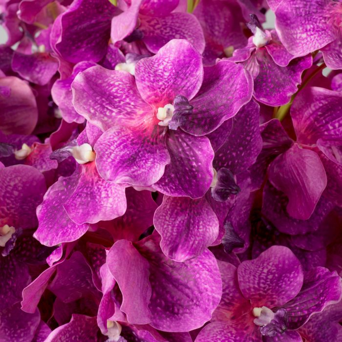Bouquet of Vanda Orchids fuchsia real touch 24 pcs