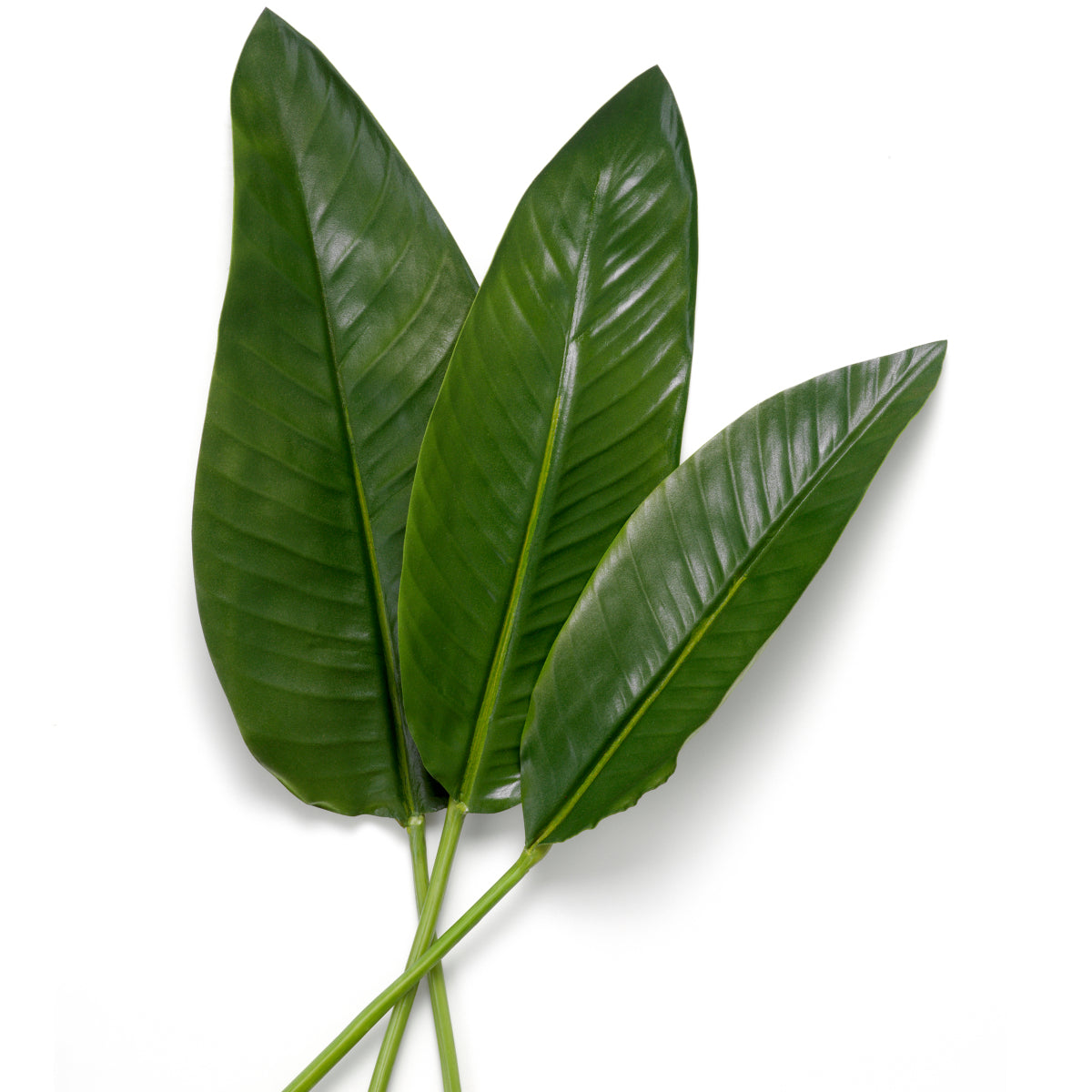 Green Leaves (36) Strelitzia | Eichholtzmh.com