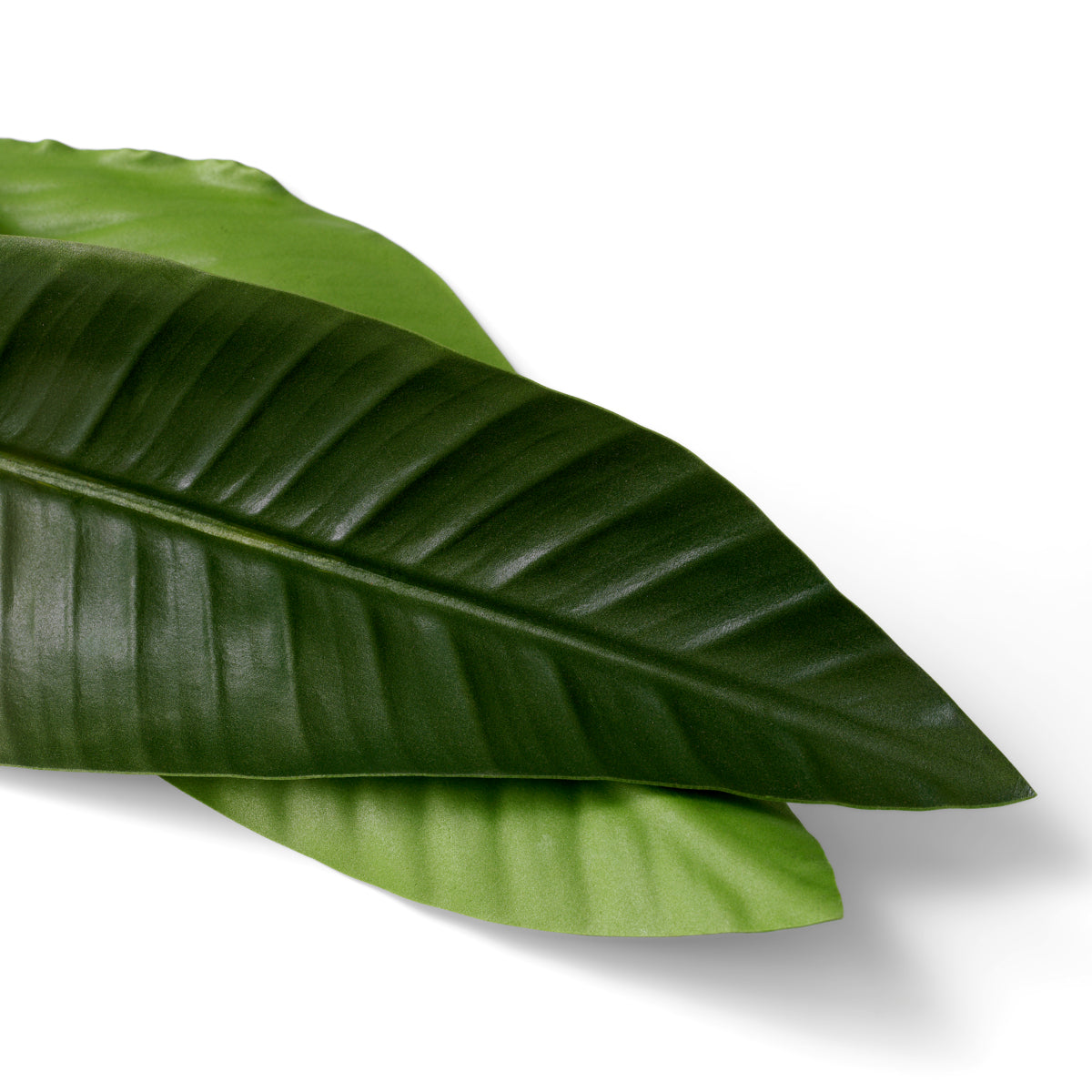 Green Leaves (36) Strelitzia | Eichholtzmh.com