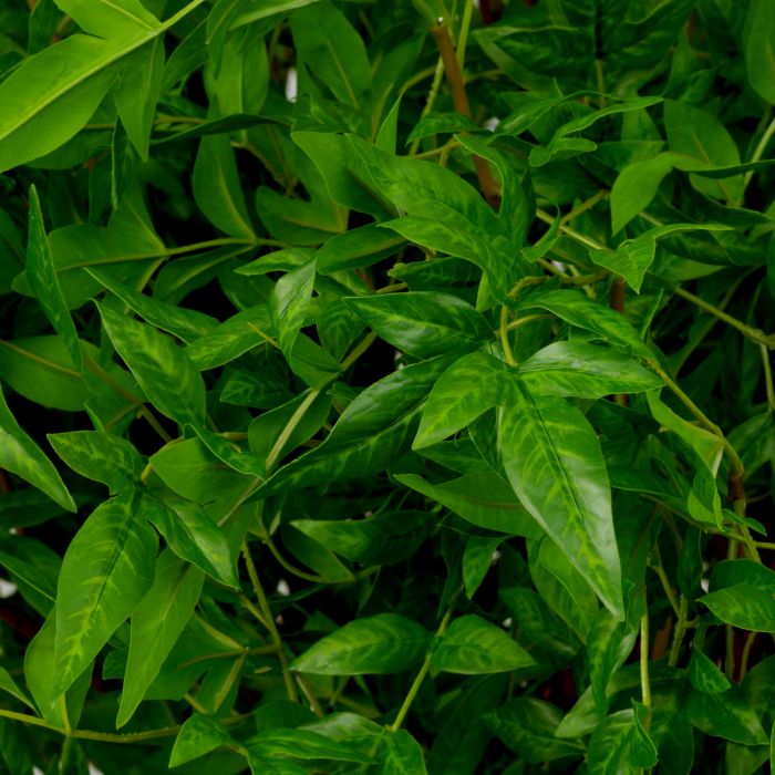 Bundle of Tender leaves 36 pcs