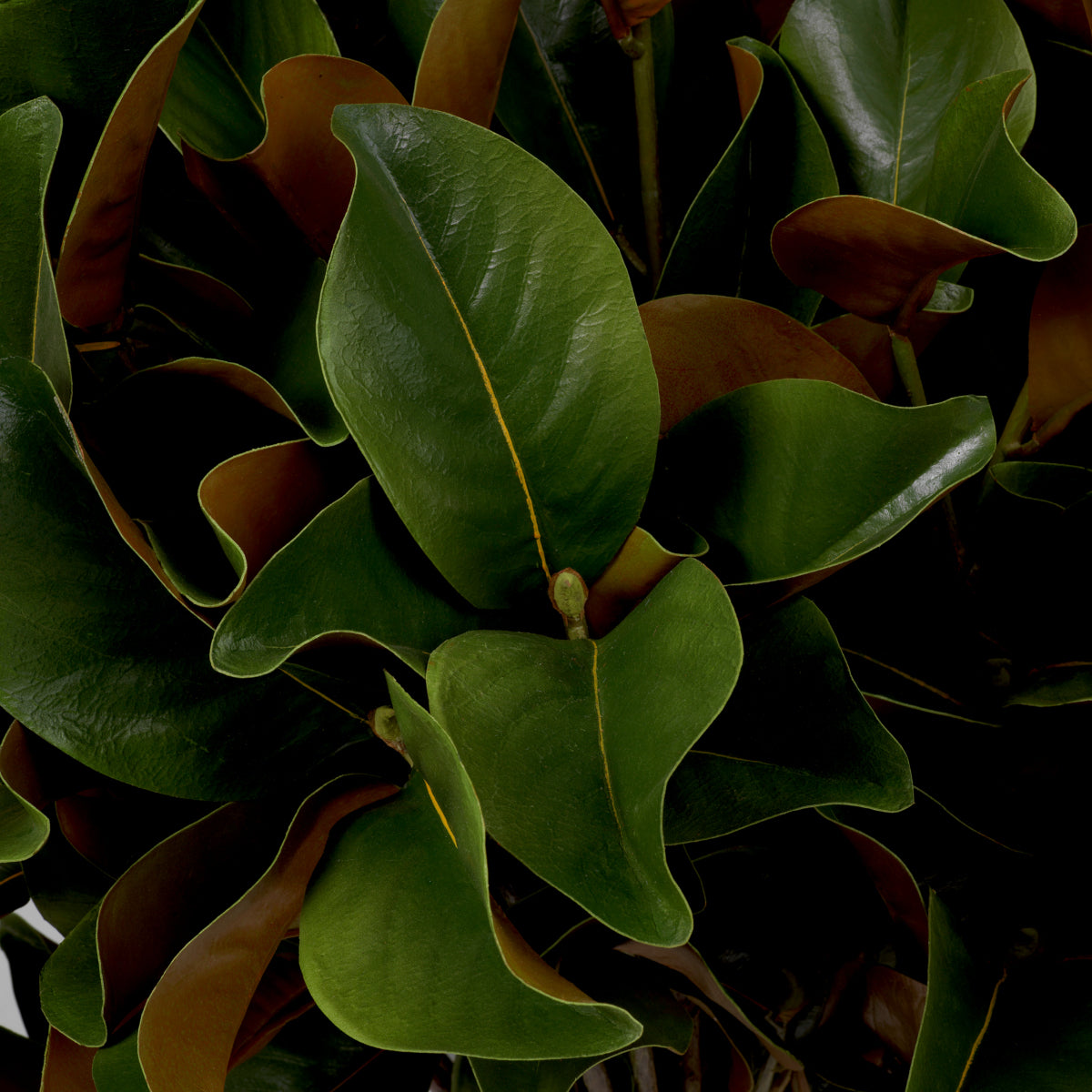 Green Foliage Leaves (24) Magnolia | Eichholtzmh.com