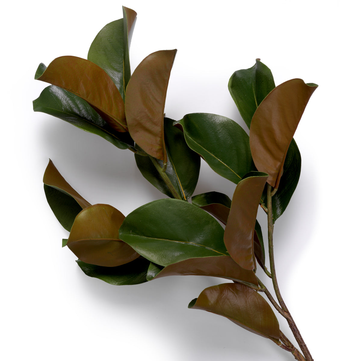 Green Foliage Leaves (24) Magnolia | Eichholtzmh.com