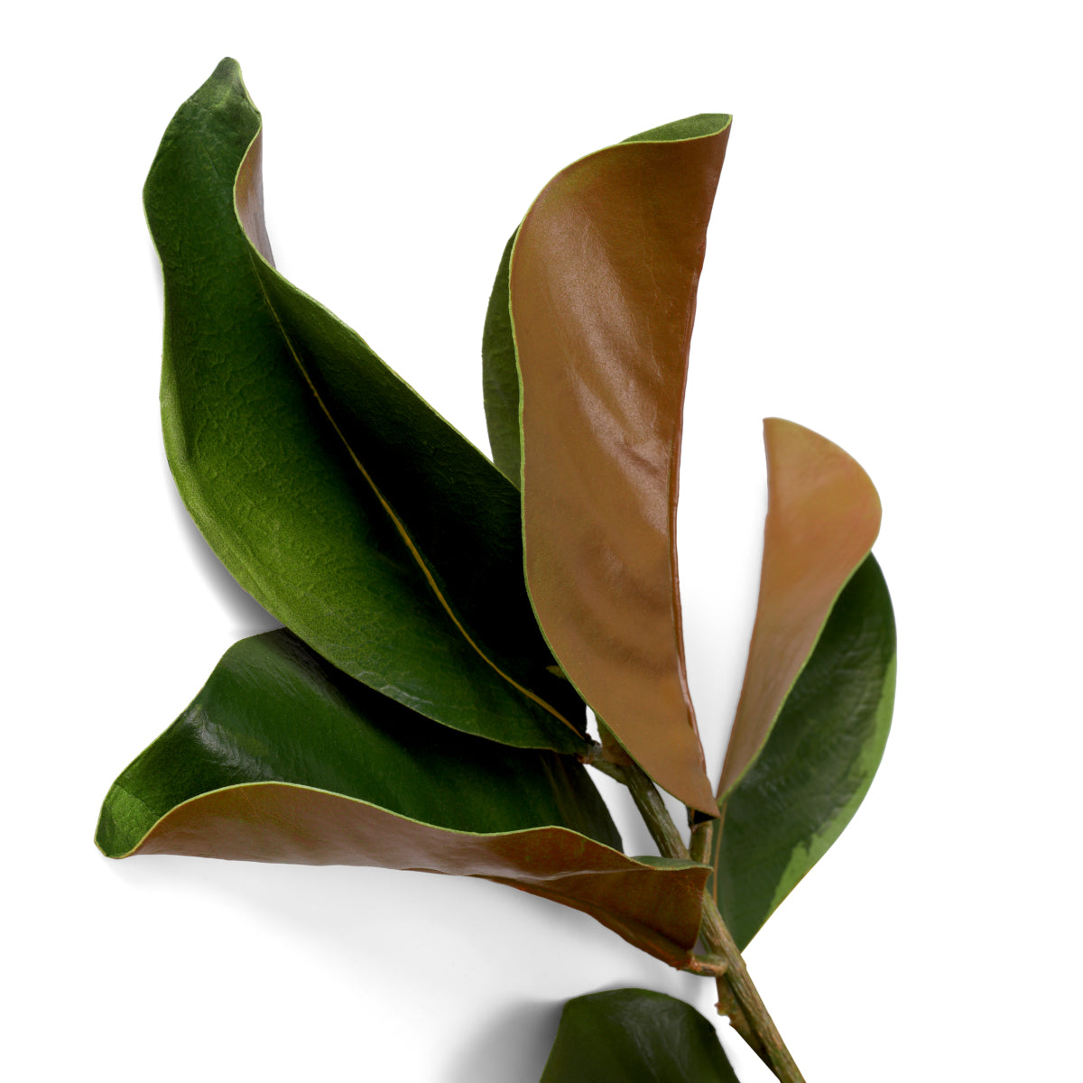 Green Foliage Leaves (24) Magnolia | Eichholtzmh.com