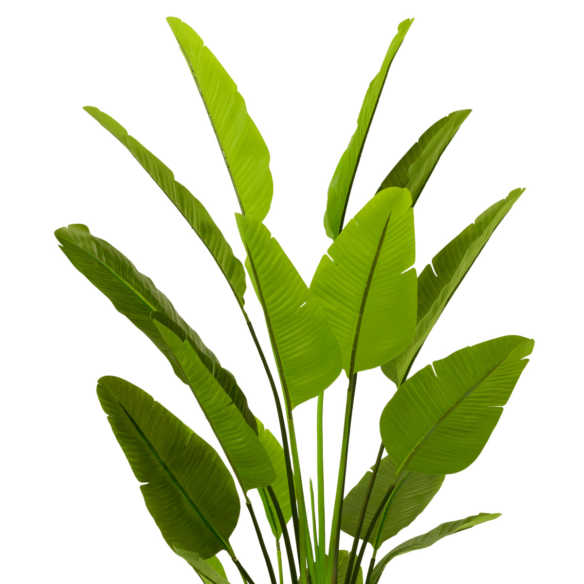 Green Artificial Plant Strelitzia | Eichholtzmh.com
